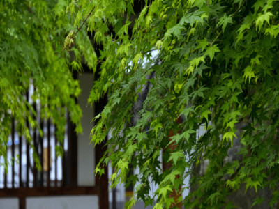 树叶中建筑绿色植物GIF高清图片