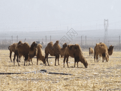新疆牧业生产草原牲畜骆驼GIF图片