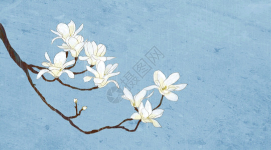 蓝色清新花朵玉兰花高清图片