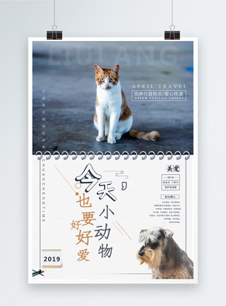 黄猫学校操场上的流浪猫图片爱护动物宣传海报模板