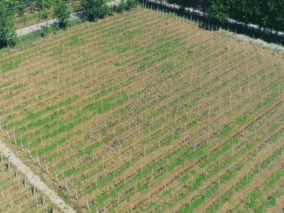 单个葡萄葡萄种植园4K航拍GIF高清图片