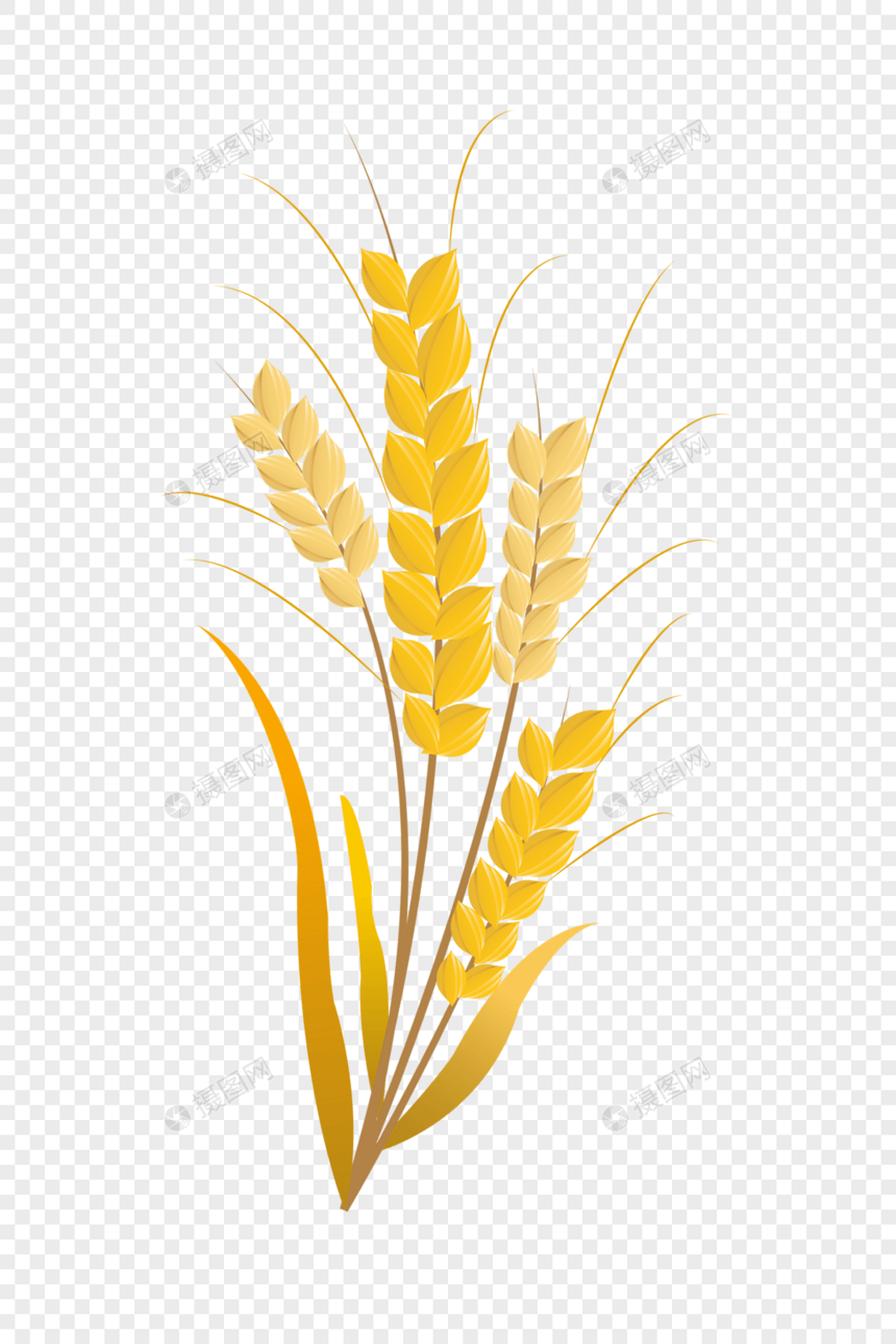 芒种小麦粮食成熟矢量插画元素手绘图片