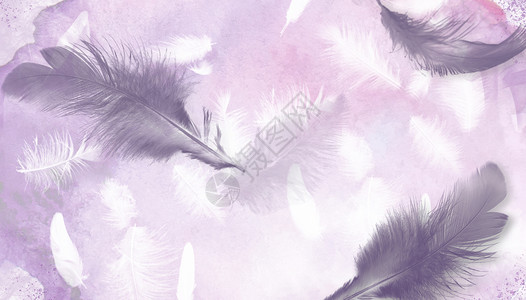 紫色羽毛背景背景图片