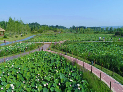西津国家湿地公园美丽荷塘GIF高清图片