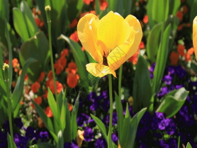 周浦郁金香花海郁金香花海GIF高清图片