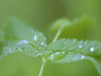 绿色植物下雨雨水背景素材微距特写GIF图片