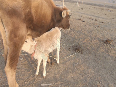 小腿按摩新疆牧区放牧生活奶牛生产GIF高清图片
