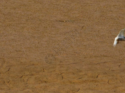 一只鸟沙滩卷湖面水鸟GIF高清图片