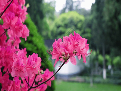 杜鹃花朵实拍杜鹃花GIF高清图片