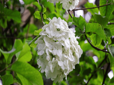 白色绣球花插花实拍美丽的琼花GIF高清图片