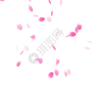 淡粉色玫瑰花蕾漂浮的粉色花瓣gif高清图片
