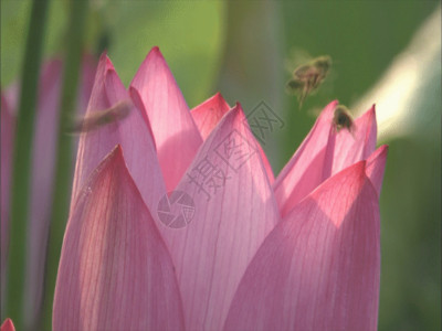 花瓣水珠微摄影绽放的荷花GIF高清图片