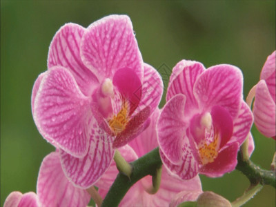 蜜蜂采油菜花粉五颜六色的鲜花特写GIF高清图片