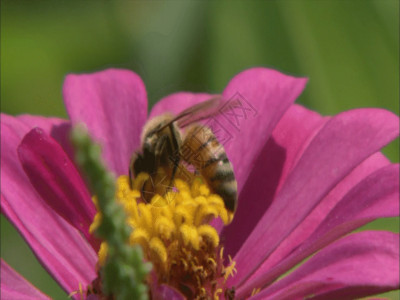 小雏菊高清特写蜜蜂采蜜GIF高清图片