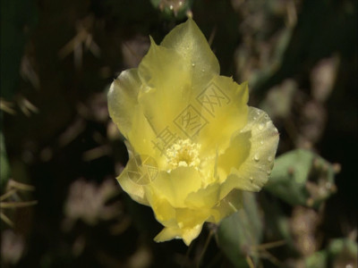 蜜蜂采油菜花粉黄色鲜花GIF高清图片