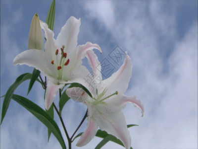 白百合植物特写 GIF高清图片