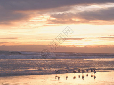 海浪海鸥沙滩上的海鸥GIF高清图片