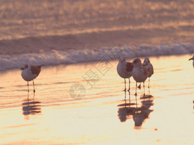 海浪海鸥海鸥GIF高清图片