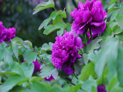 一朵朵牡丹花GIF图片