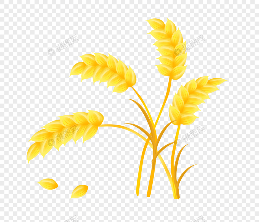 金黄色麦穗图片