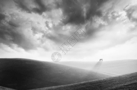 黑色和白色光草原上云下的马gif动图高清图片