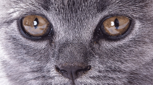 人类眼睛的特写蓝猫宠物gif高清图片