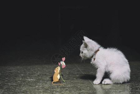 猫和老鼠  GIF图片