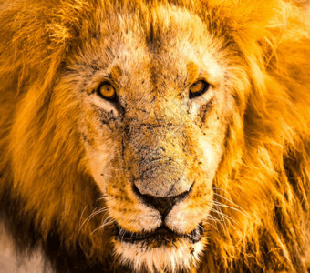非洲草屋非洲大草原的雄狮gif高清图片