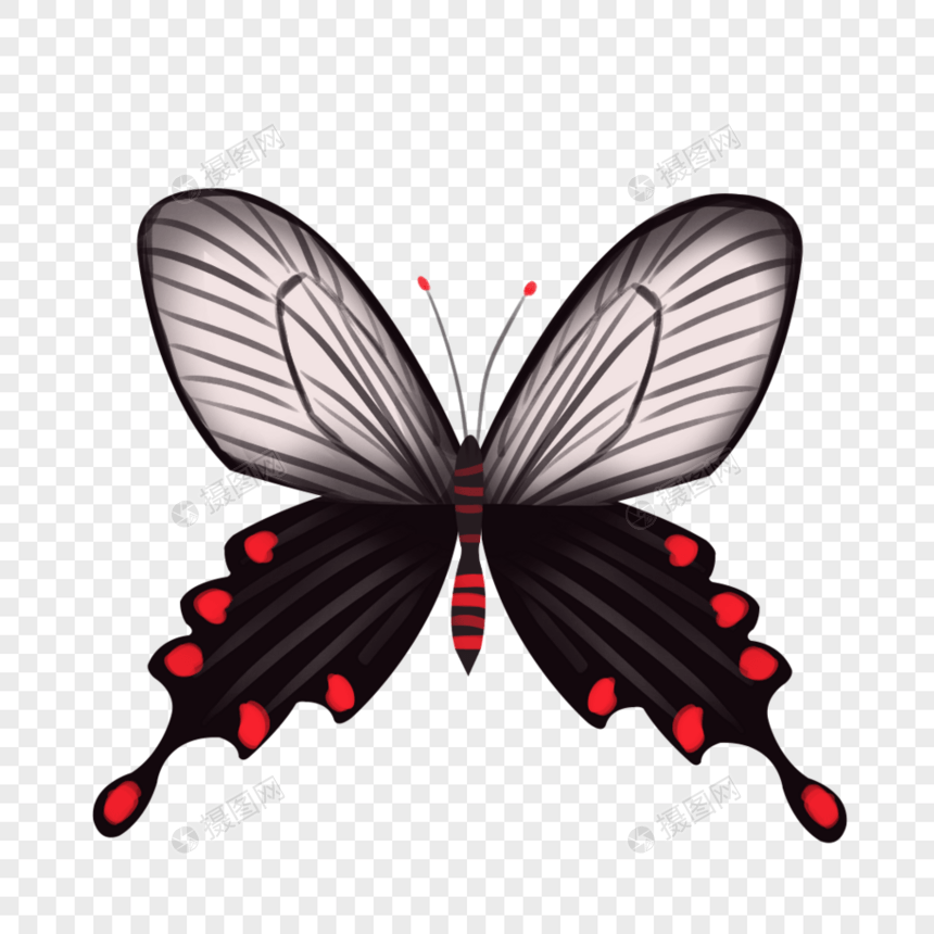 红珠凤蝶图片