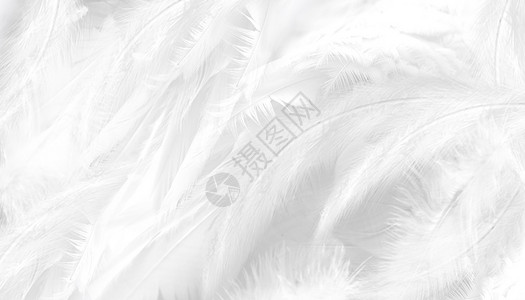 白色清新飘絮白色羽毛背景设计图片