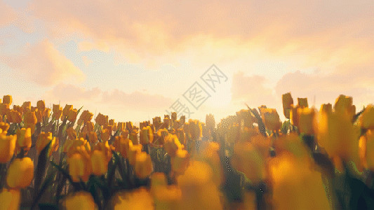 向阳花开黄色郁金香花海三维风光gif高清图片