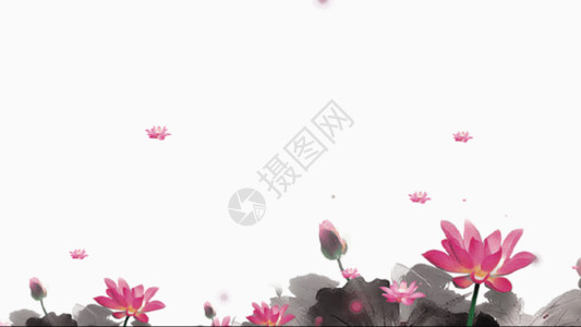 粉色水素材荷花莲花gif高清图片
