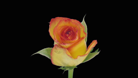 玫瑰慕斯黄色玫瑰生长gif高清图片