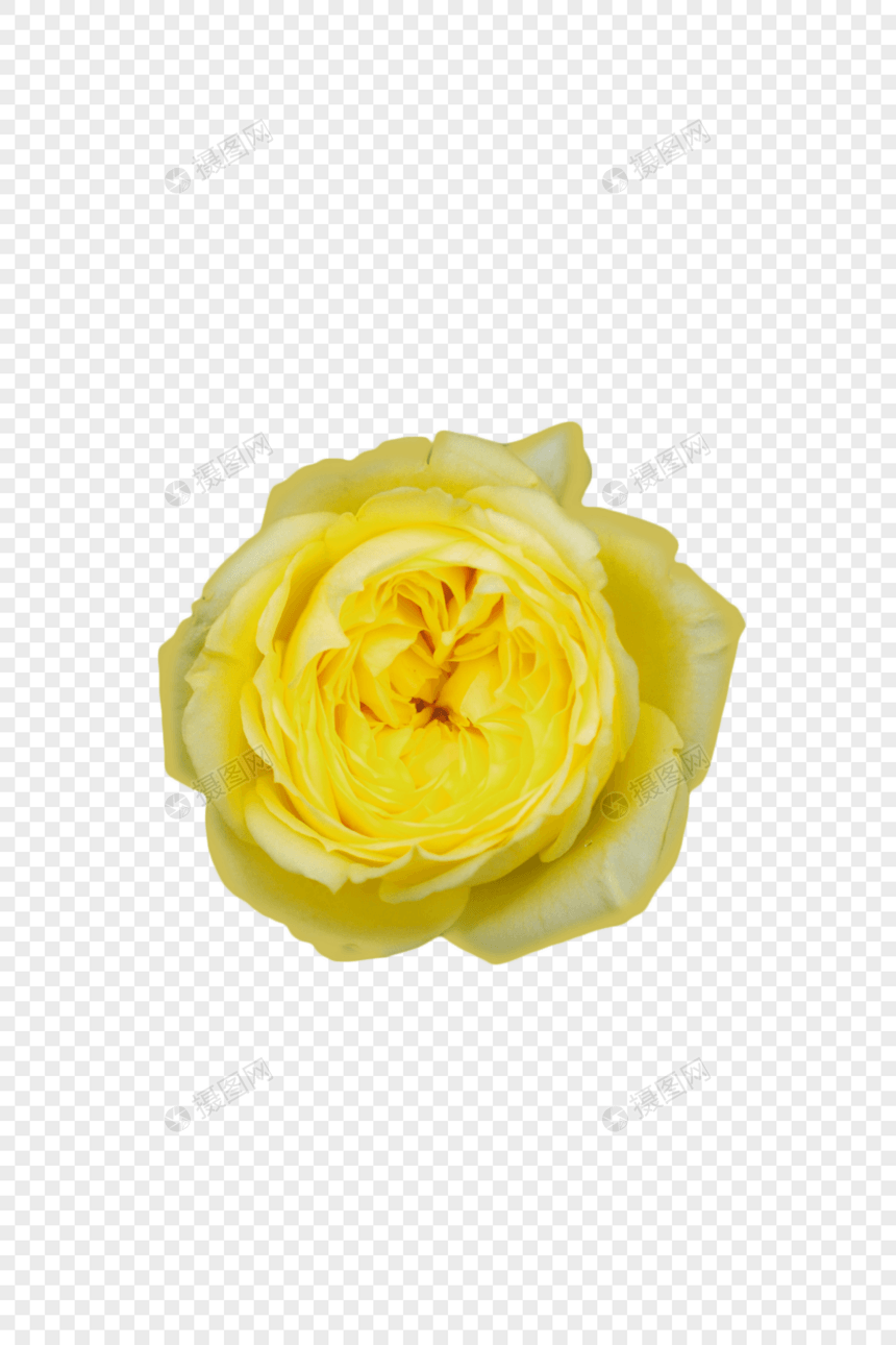 黄色花朵图片