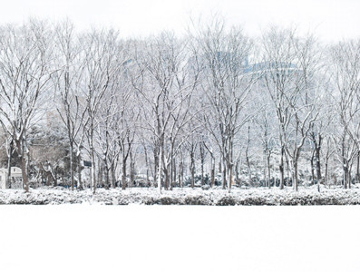 草地长椅雪松gif动图高清图片