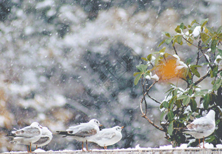 冬雪景雪里的西伯利亚海鸥gif动图高清图片