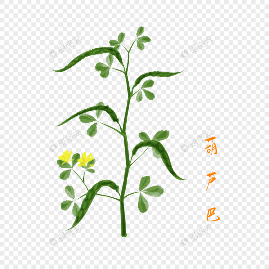 卡通创意葫芦巴插图图片