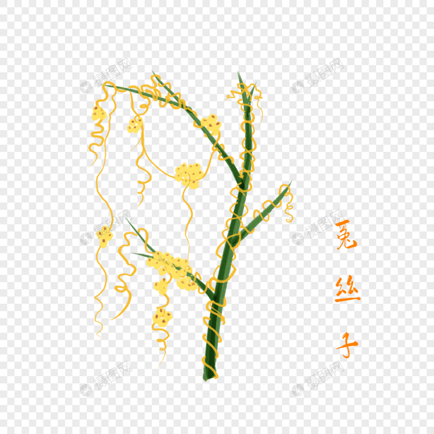 卡通药材菟丝子插图图片