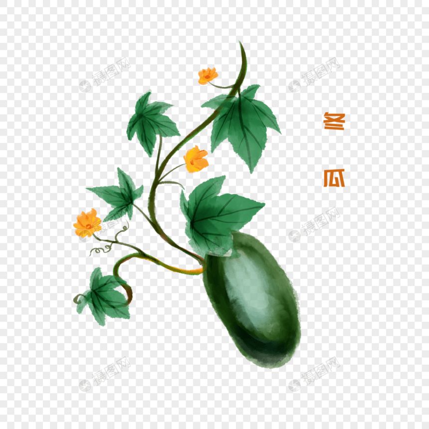 卡通植物冬瓜插图图片