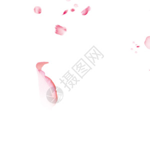 白色指甲油漂浮的玫瑰花瓣gif高清图片