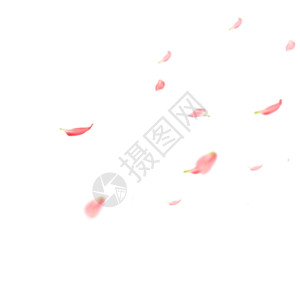 手绘粉色花元素花瓣gif高清图片