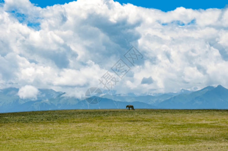 吃草的马新疆天山牧场美景gif动图高清图片