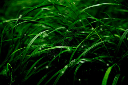 绿色清新水滴春天的草丛gif动图高清图片