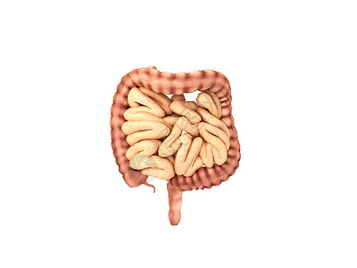 腸人体器官肠设计图片