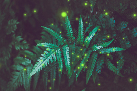 发光萤火虫山林里的花草树木gif动图高清图片