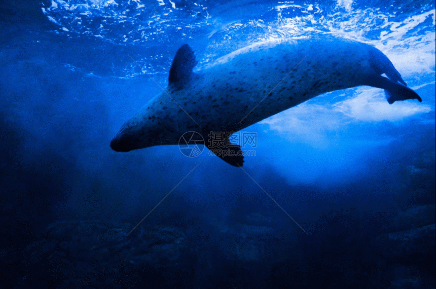 游动的斑海豹gif图片