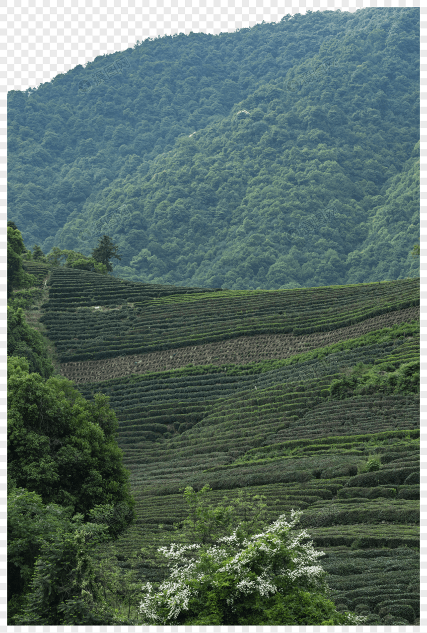 茶园骑行图片