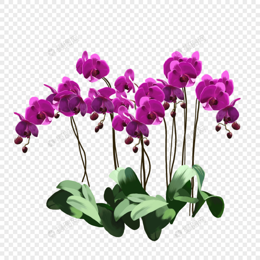 手绘紫色豌豆花花卉元素图片