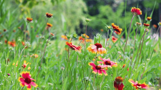 美女与自然实拍菊花与蜜蜂GIF高清图片