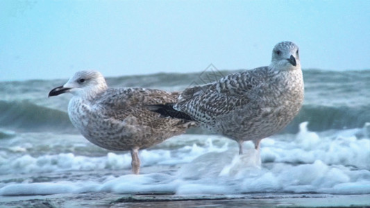 泡沫水岸边的海鸥高清特写GIF高清图片